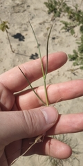 Festuca beckeri