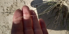 Festuca beckeri