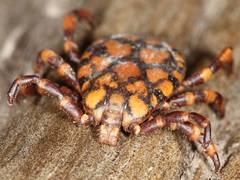 Dermacentor rhinocerinus