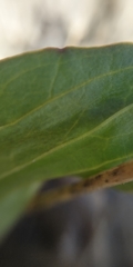 Plantago depressa