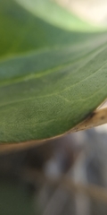 Plantago depressa