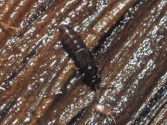 Phloeonomus punctipennis