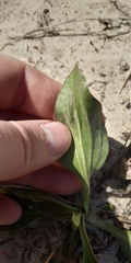 Plantago depressa