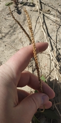 Plantago depressa
