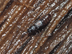 Phloeonomus punctipennis