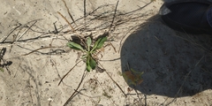 Plantago depressa
