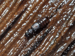 Phloeonomus punctipennis