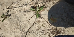 Plantago depressa