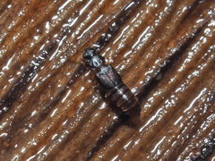 Phloeonomus punctipennis