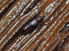 Phloeonomus punctipennis