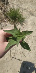 Solanum dulcamara