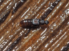 Phloeonomus punctipennis