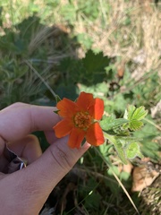 Geum coccineum