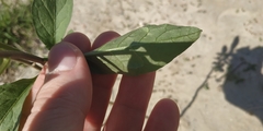 Solanum dulcamara
