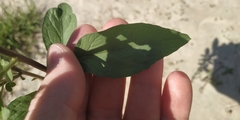 Solanum dulcamara