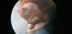 Sciurus vulgaris