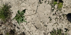 Solanum dulcamara