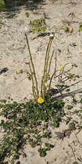 Tussilago farfara