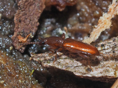 Silvanus bidentatus