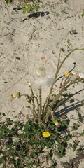 Tussilago farfara