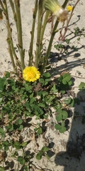 Tussilago farfara