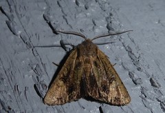 Ichneutica skelloni