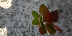 Populus tremula