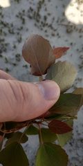 Populus tremula