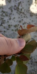 Populus tremula