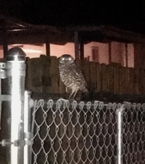 Athene cunicularia floridana