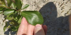 Populus × sibirica
