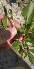 Populus × sibirica