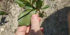 Populus × sibirica