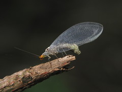 Nothochrysa fulviceps