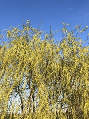 Saliceae