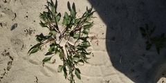 Rumex acetosella