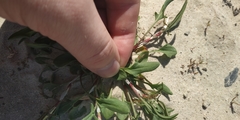 Rumex acetosella