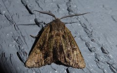 Ichneutica skelloni
