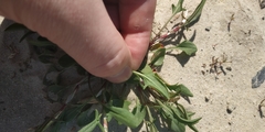 Rumex acetosella