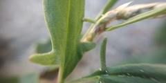 Rumex acetosella
