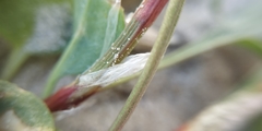 Rumex acetosella