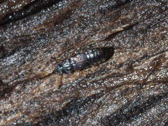 Phloeonomus punctipennis