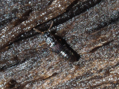 Phloeonomus punctipennis