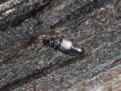 Phloeonomus punctipennis