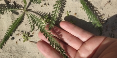 Achillea