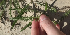 Achillea
