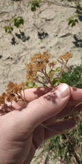 Achillea