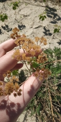 Achillea
