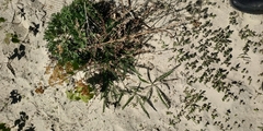 Achillea