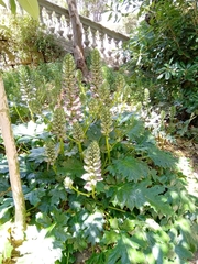 Acanthus mollis